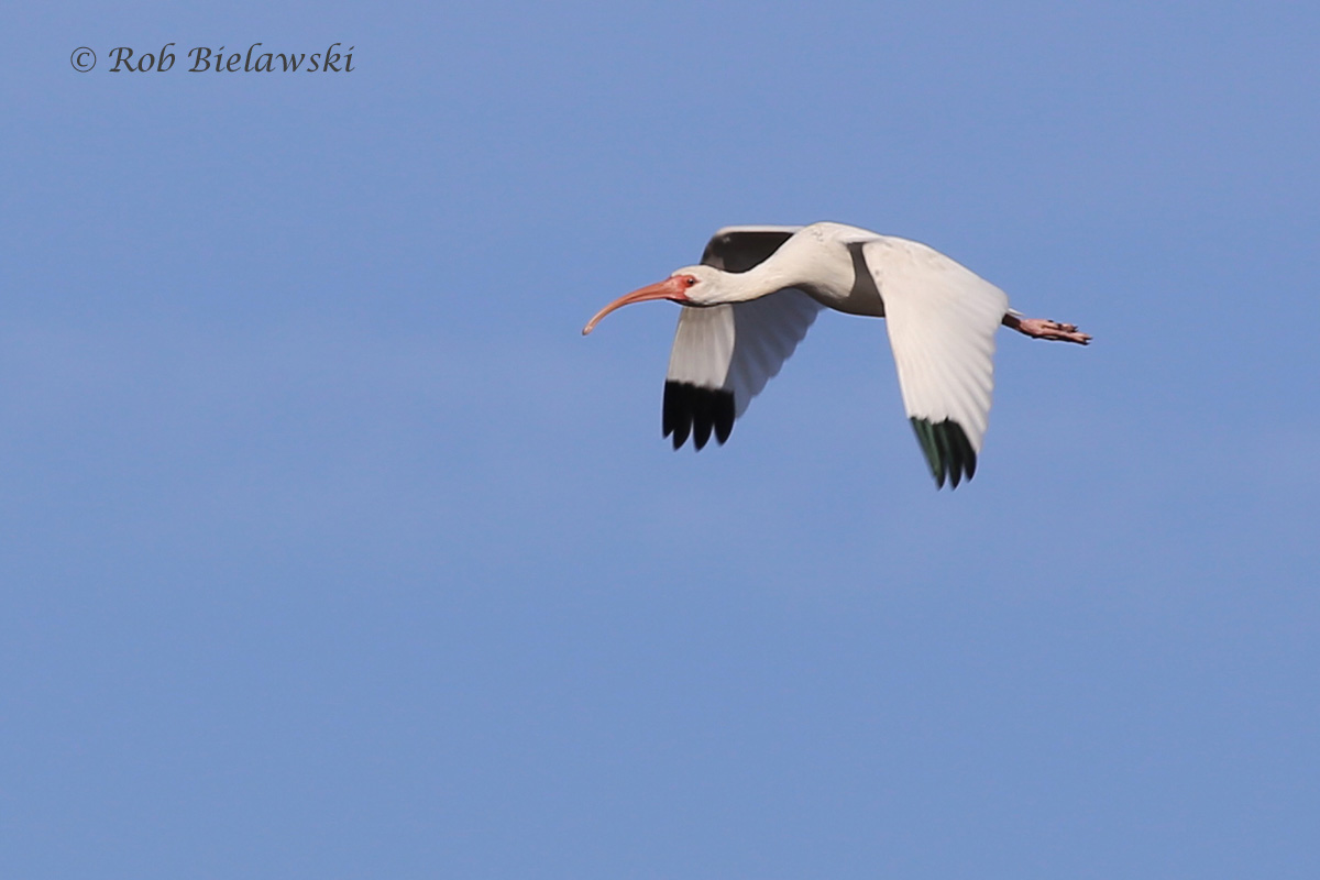   One of 64 White Ibis seen at Whitehurst on Sunday, this one in flight, showing off its gorgeous pink, white &amp; black colors!  