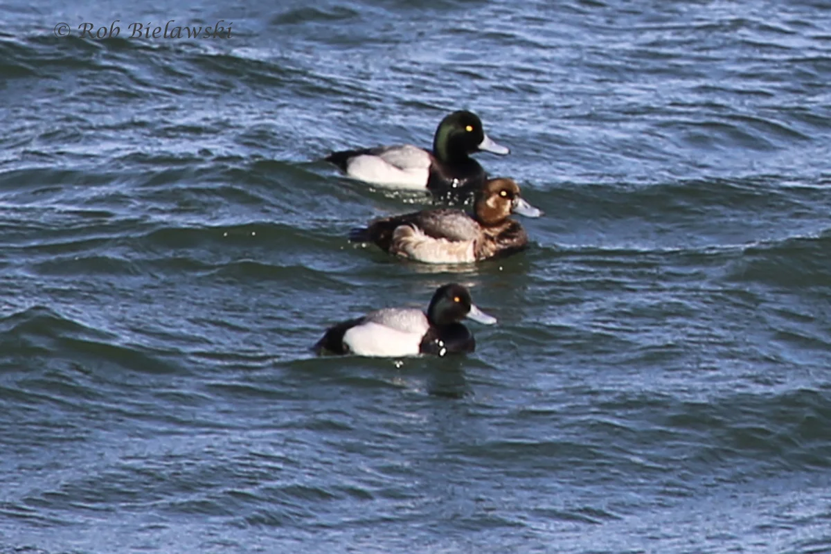   Greater Scaups (Top) and Lesser Scaup drake (bottom) - 19 Feb 2016 - South Thimble Island, Virginia Beach, VA  