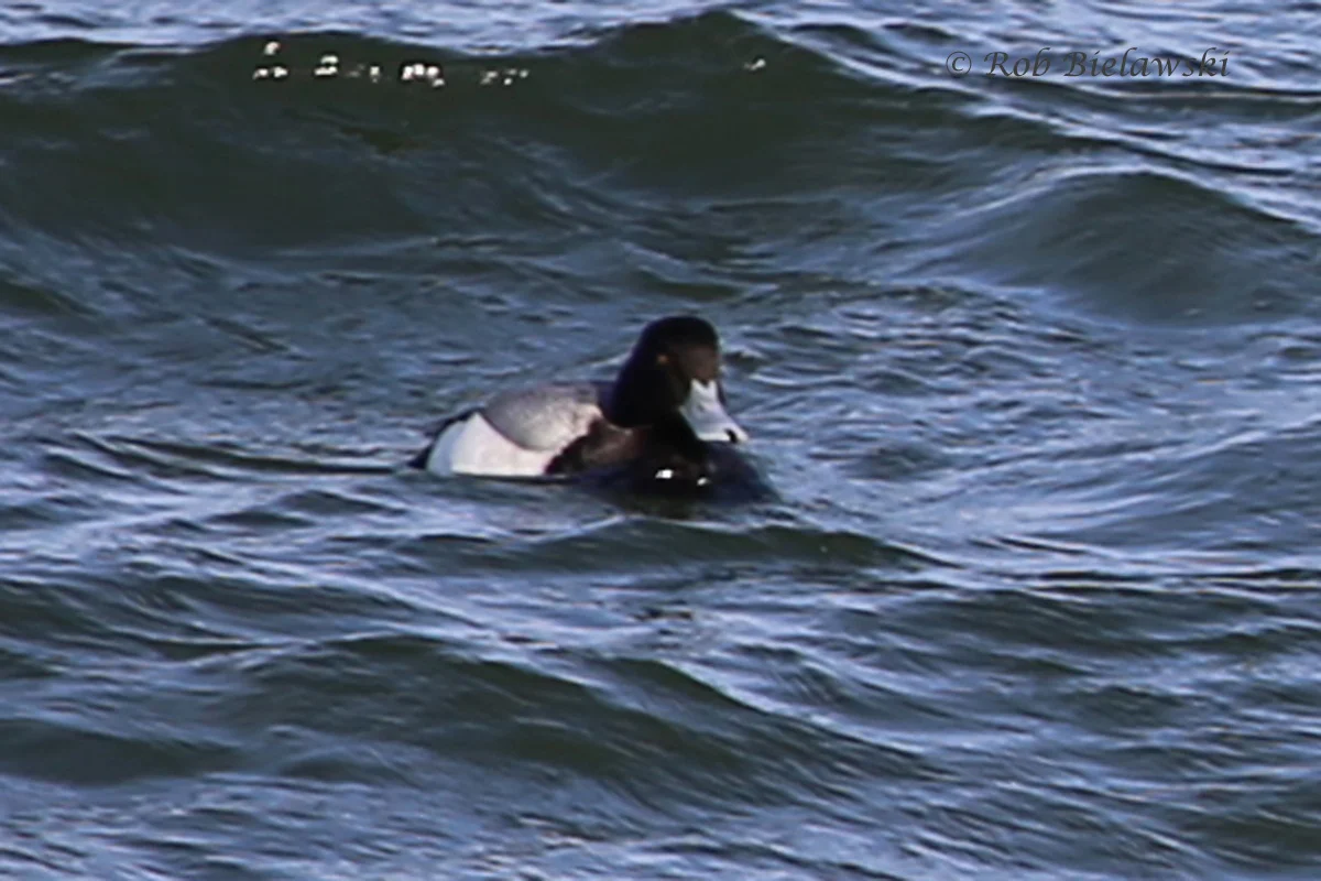   Lesser Scaup showing thin black nail at bill tip - 19 Feb 2016 - South Thimble Island, Virginia Beach, VA  