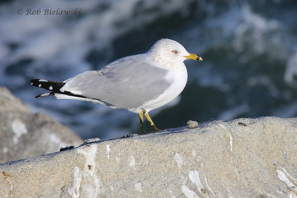   19 Feb 2016 - South Thimble Island, Virginia Beach, VA  