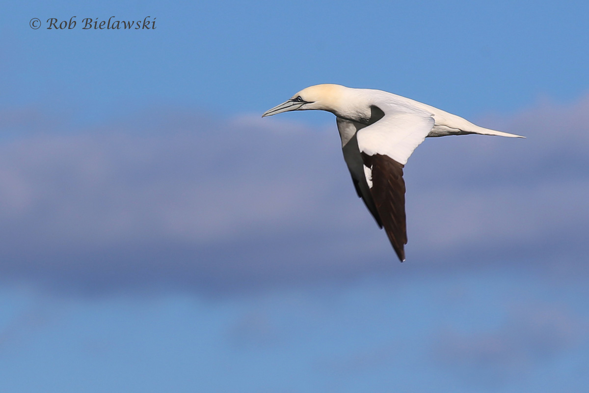   Northern Gannet at the CBBT on Friday!  