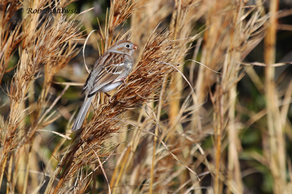   A vibrant Field Sparrow at Back Bay NWR on Saturday!  