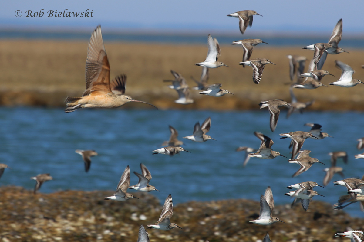   Long-billed Curlew and Dunlin flock at Gull Marsh in the barrier island lagoon system!  