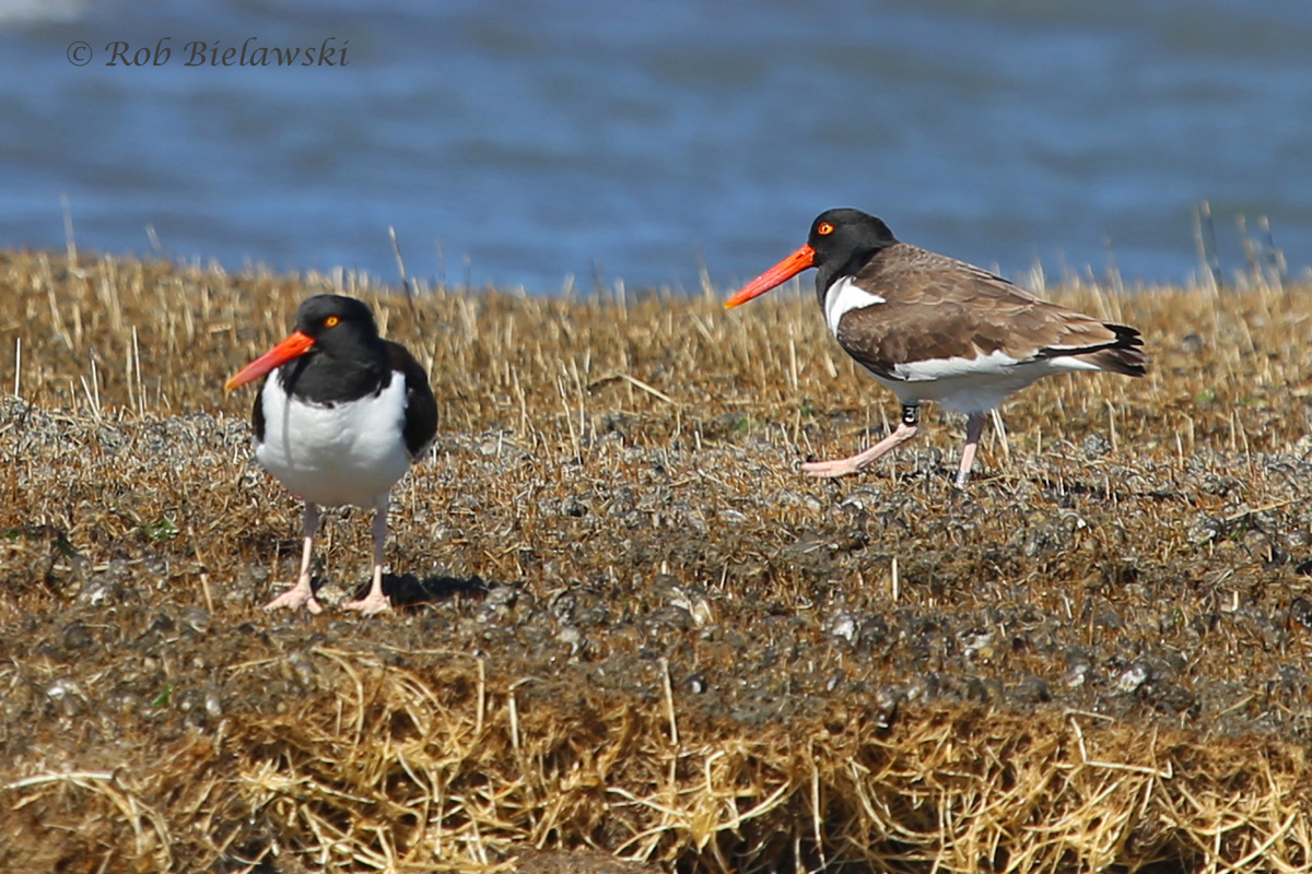   American Oystercatchers at Gull Marsh!  