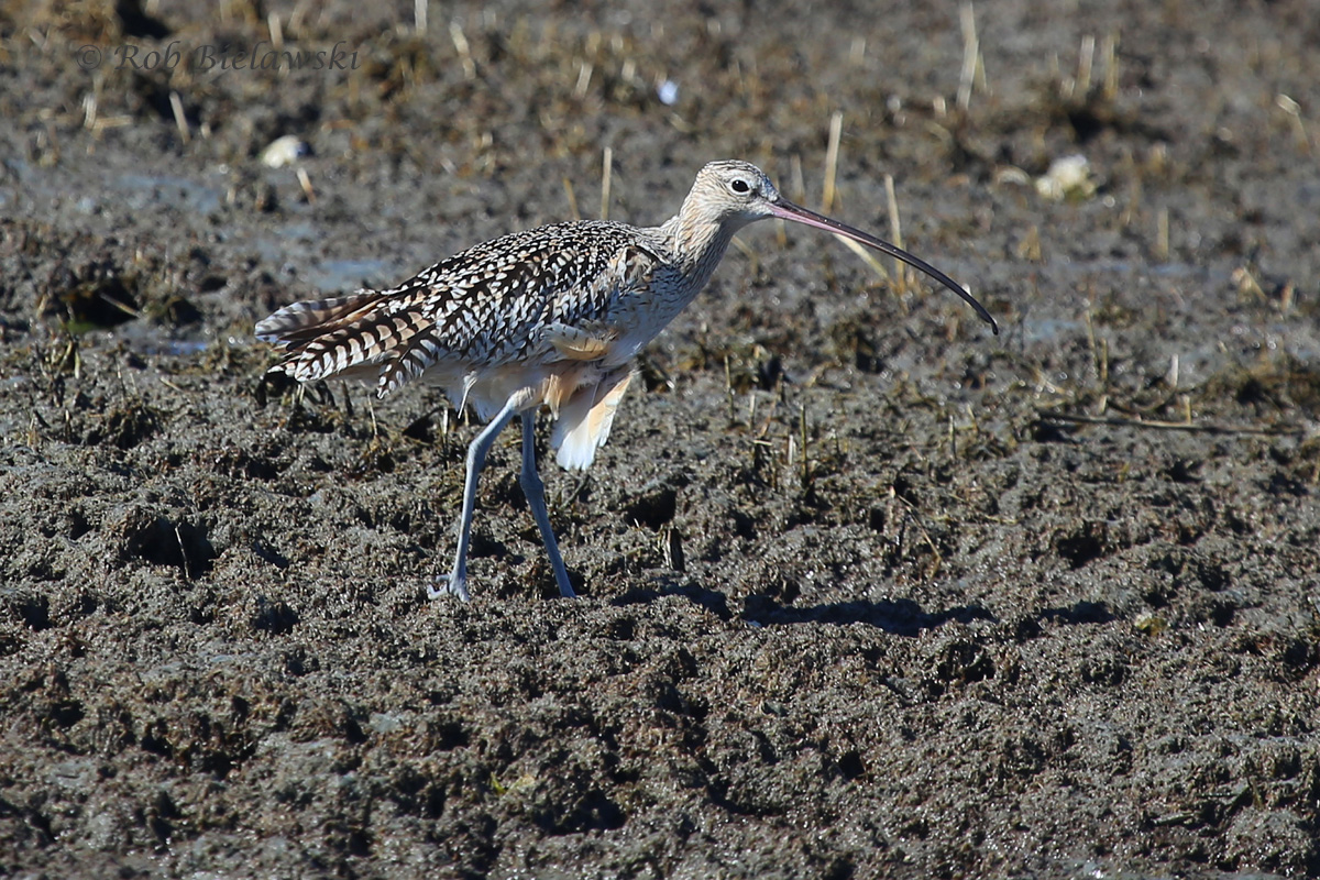  One of the three Long-billed Curlew we saw on Sunday! 