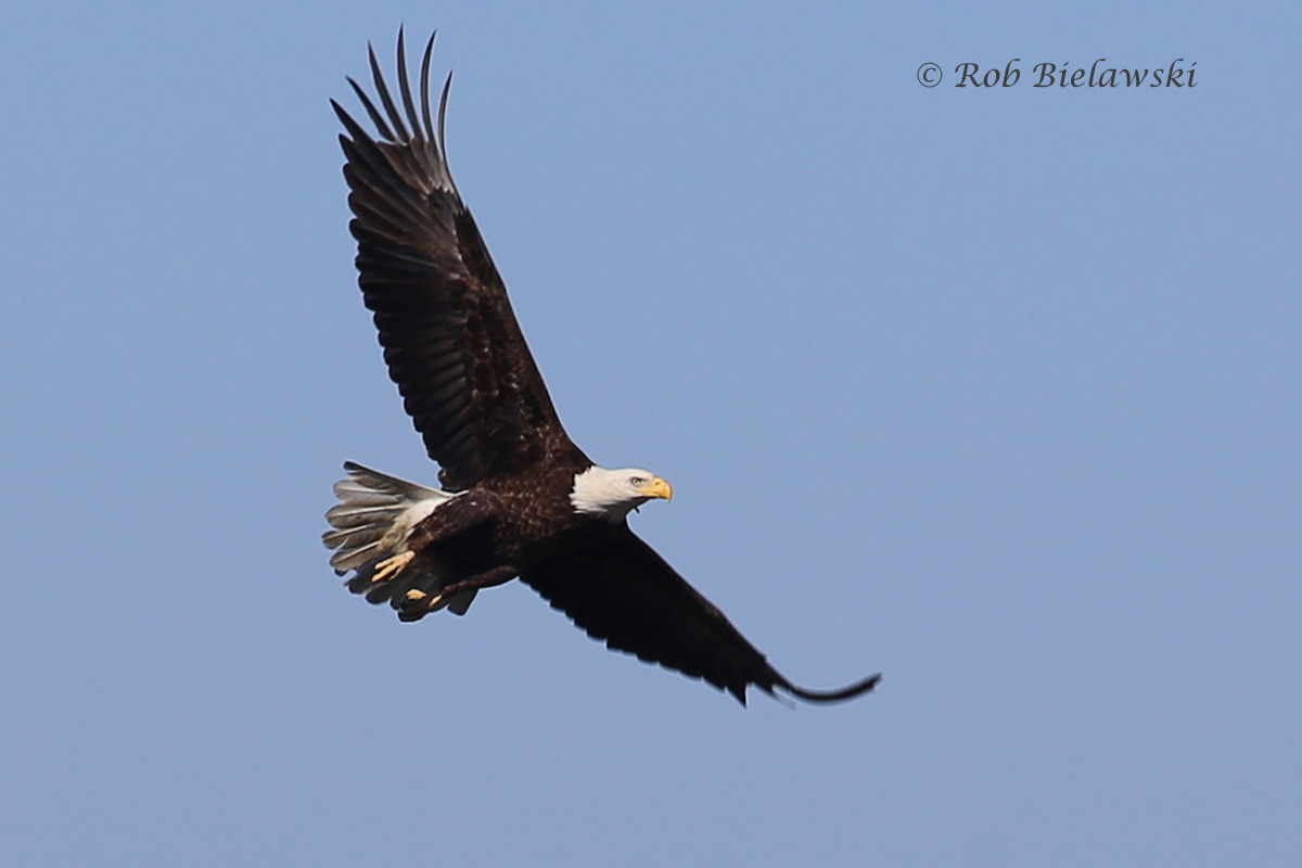   Bald Eagle in flight over the marsh!  