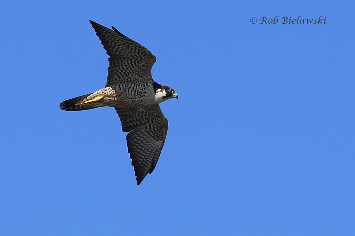   Peregrine Falcon taking a break from chasing Buffleheads &amp; Horned Grebes!  