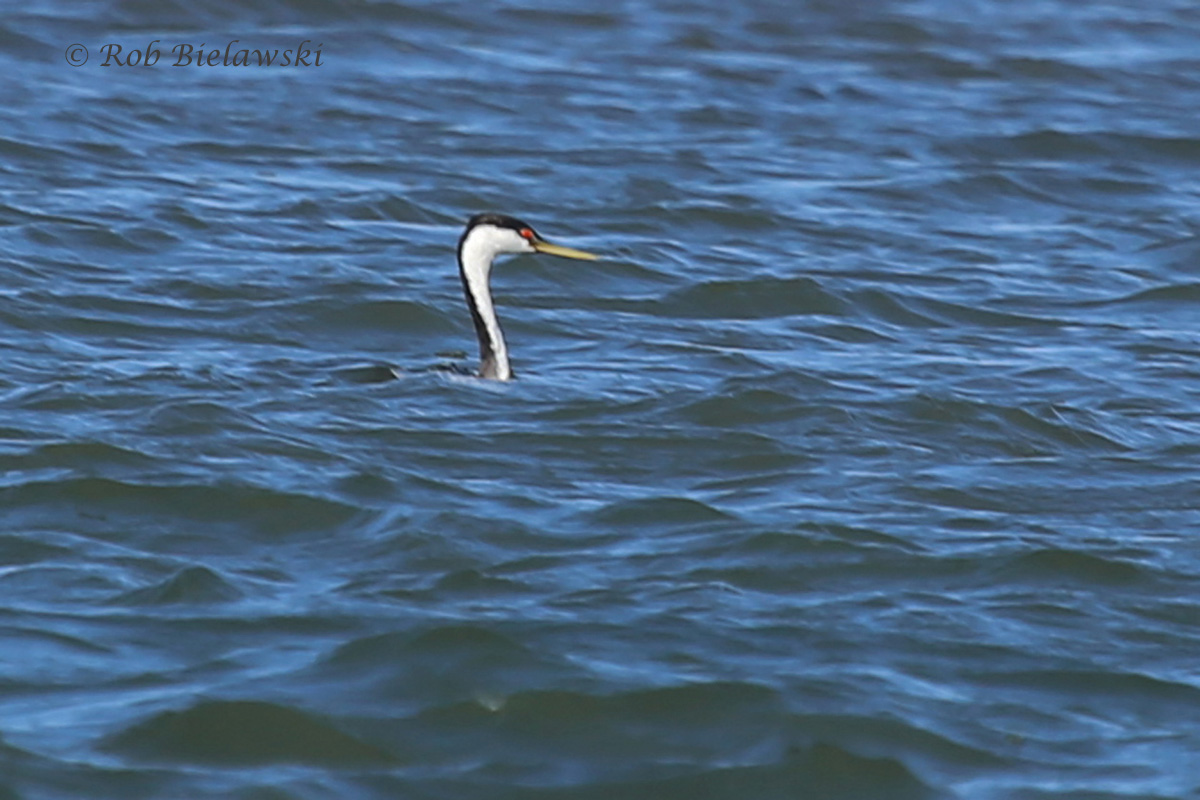   The first Western Grebe observed in Virginia this year on Machipongo River!  