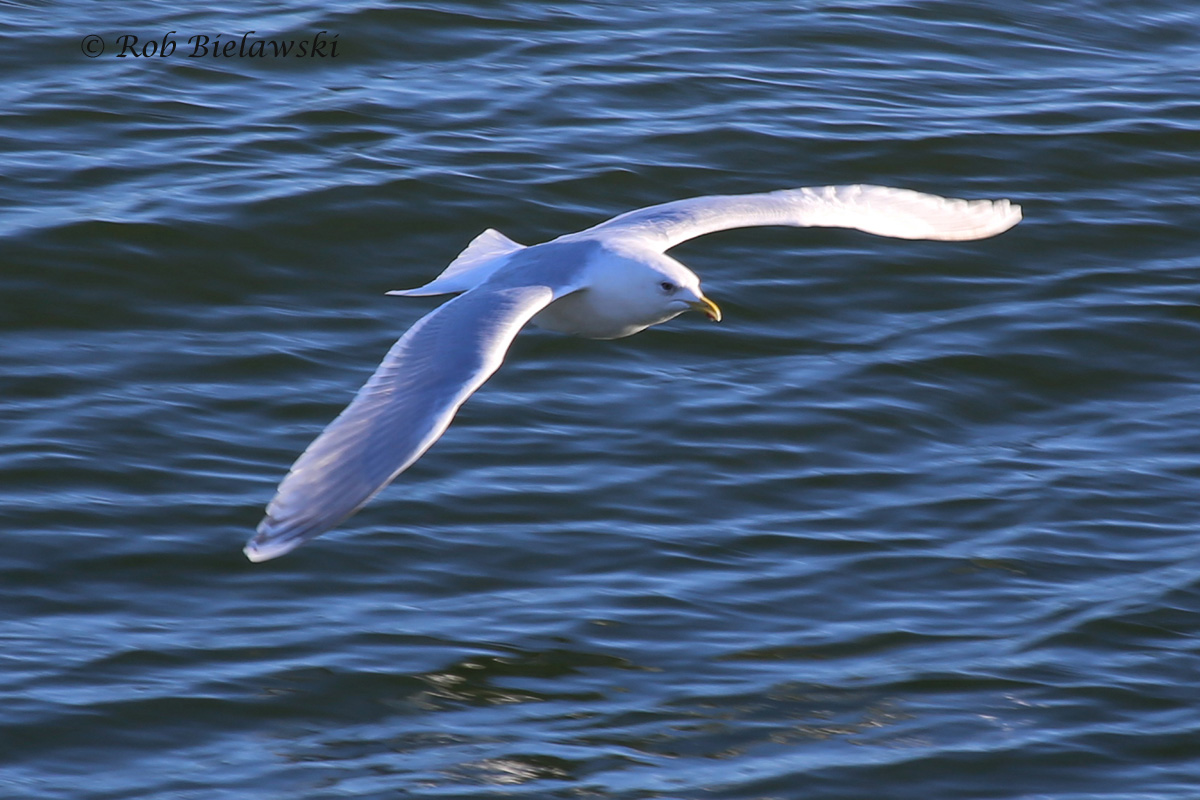   28 Feb 2016 - South Thimble Island, Virginia Beach, VA  