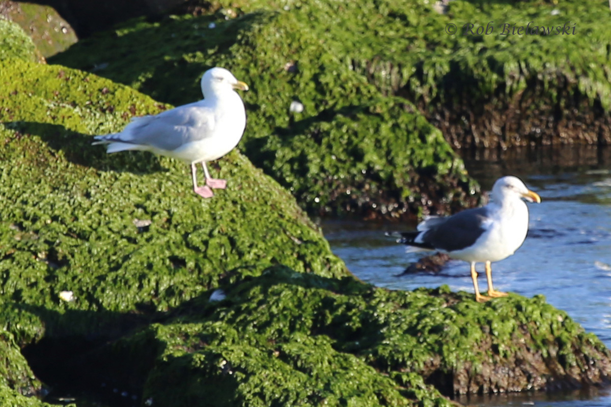   Iceland Gull (left) with Lesser Black-backed Gull (right) -&nbsp;28 Feb 2016 - South Thimble Island, Virginia Beach, VA  