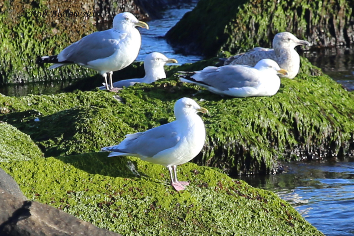   Iceland Gull (bottom) with Herring Gull (top left) - Note smaller bill &amp; lack of black coloring on flight feathers -&nbsp;28 Feb 2016 - South Thimble Island, Virginia Beach, VA  