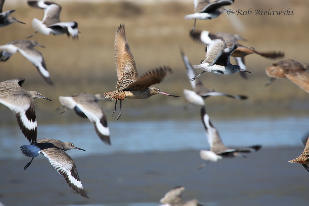   Marbled Godwit (Center) with Willets - 28 Feb 2016 - Willis Wharf, Northampton County, VA  