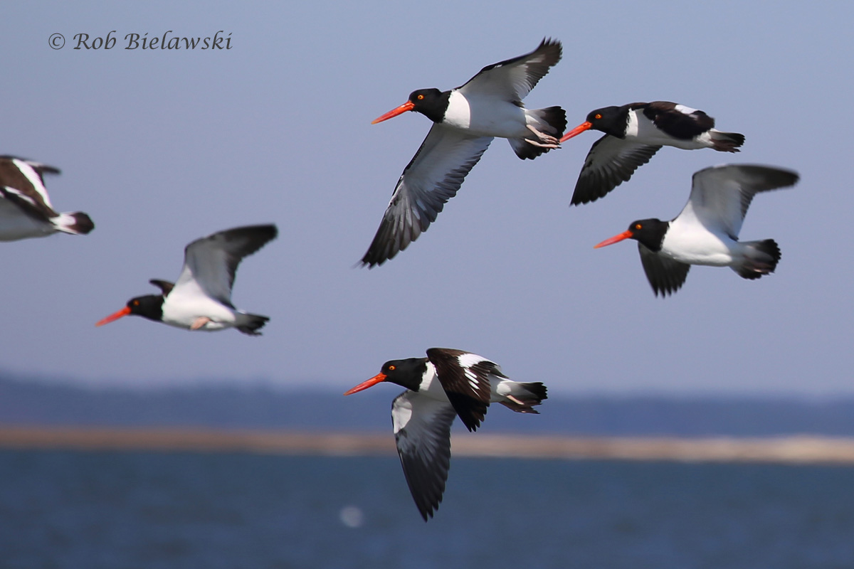   28 Feb 2016 - Gull Marsh, Northampton County, VA  