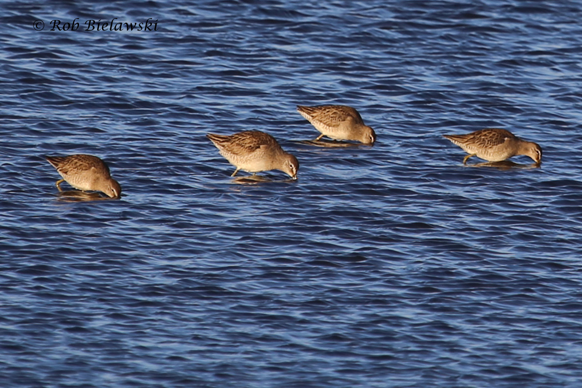   Nonbreeding Adult Long-billed Dowitcher (2nd from left) with Nonbreeding Adult Short-billed Dowitchers - 28 Feb 2016 - Chincoteague NWR, Accomack County, VA  