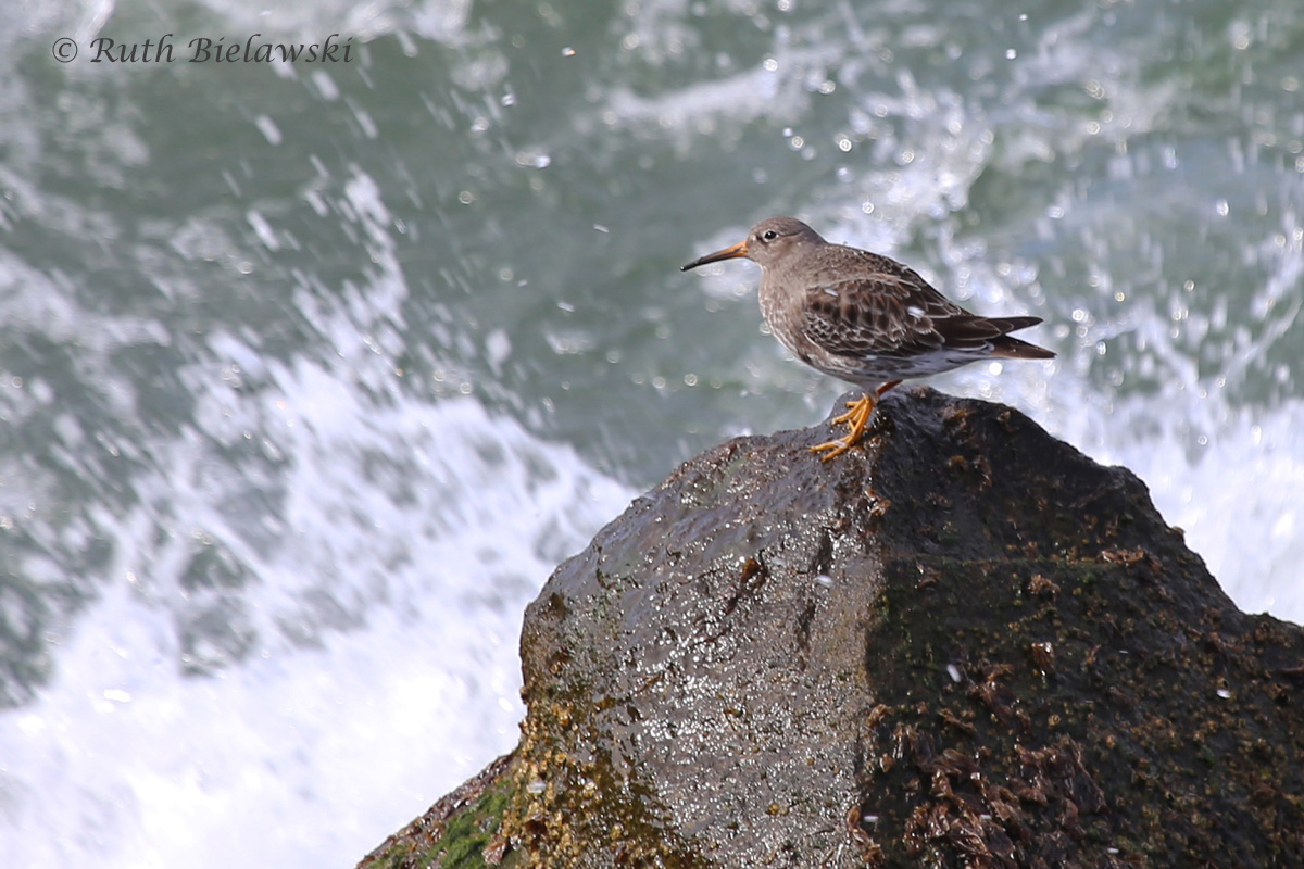   Purple Sandpiper / 5 Mar 2016 / North Thimble Island, Virginia Beach, VA  