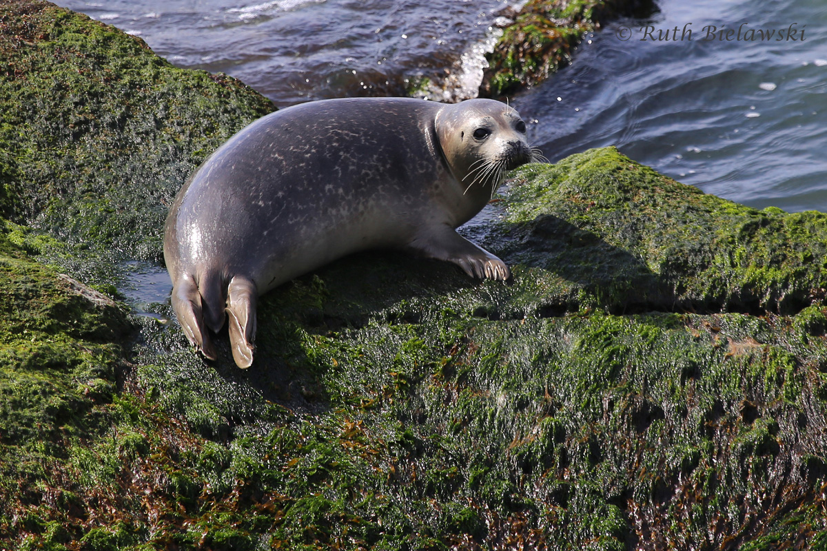   Harbor Seal / 5 Mar 2016 / North Thimble Island, Virginia Beach, VA  