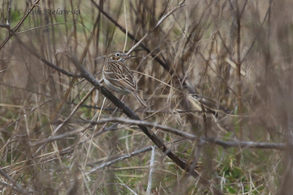   Vesper Sparrow / 5 Mar 2016 / Magothy Bay Natural Area Preserve, Northampton County, VA  