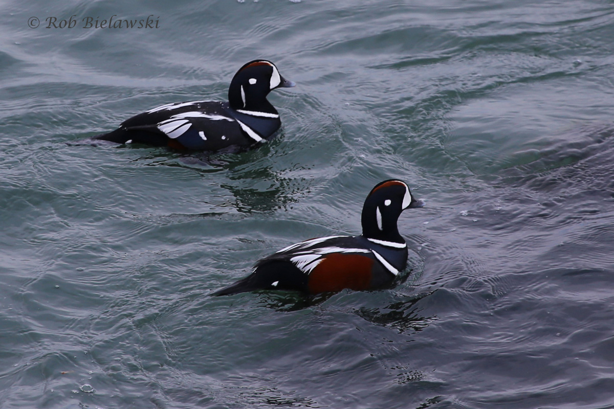   Harlequin Ducks / 6 Mar 2016 / South Chesapeake Island, Northampton County, VA  