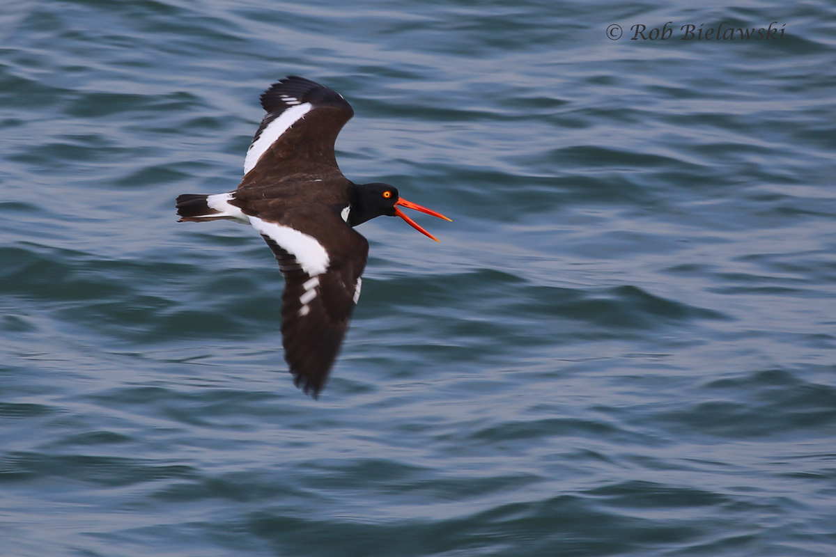   American Oystercatcher / 6 Mar 2016 / South Chesapeake Island, Northampton County, VA  