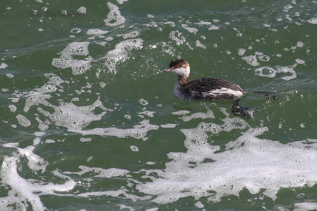   5 Mar 2016 - South Thimble Island, Virginia Beach, VA  