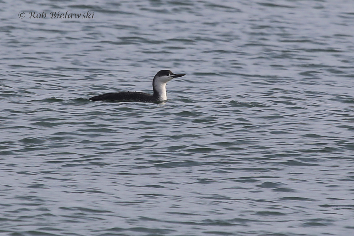   13 Mar 2016 - Back Bay NWR, Virginia Beach, VA  