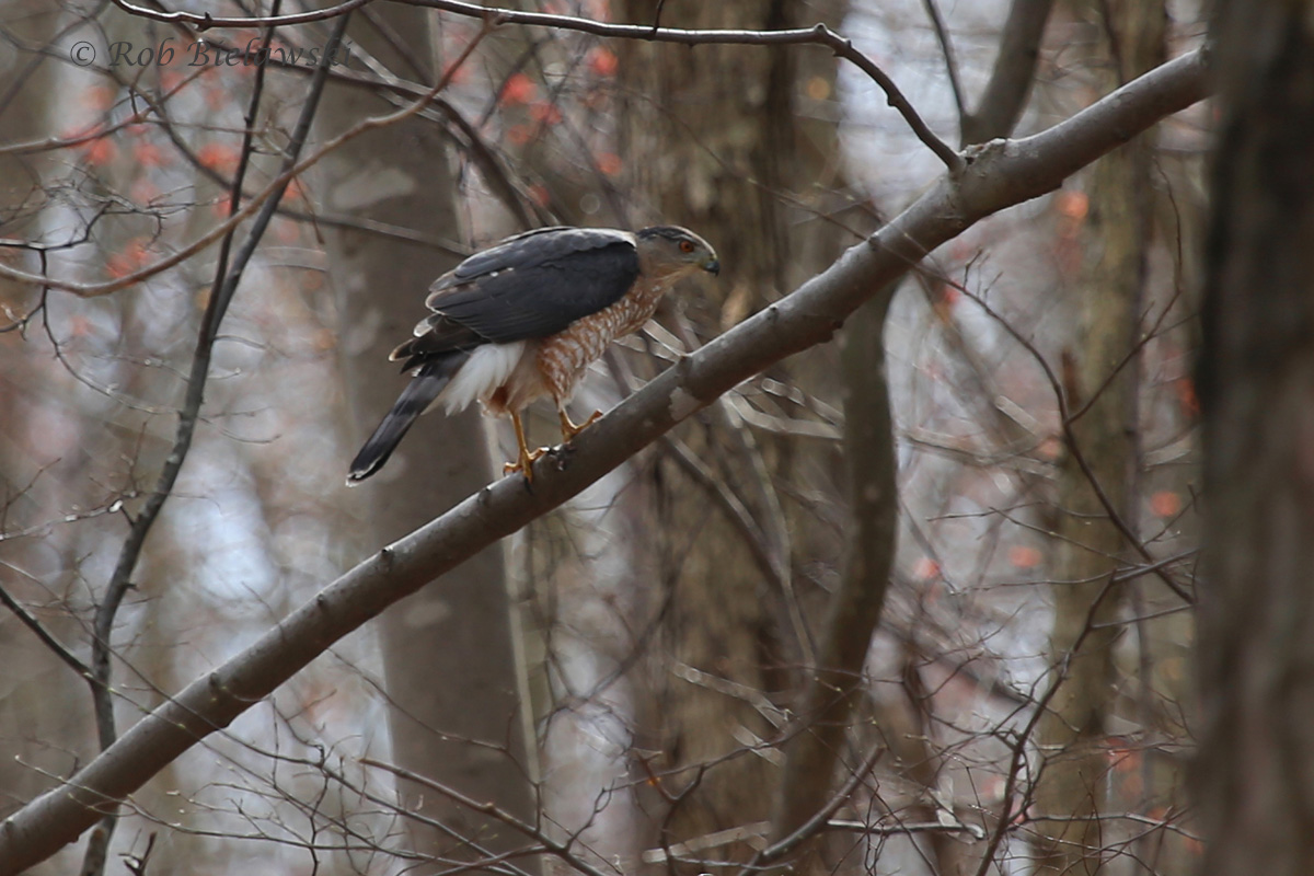   13 Mar 2016 - Shoulder's Hill, Suffolk, VA  