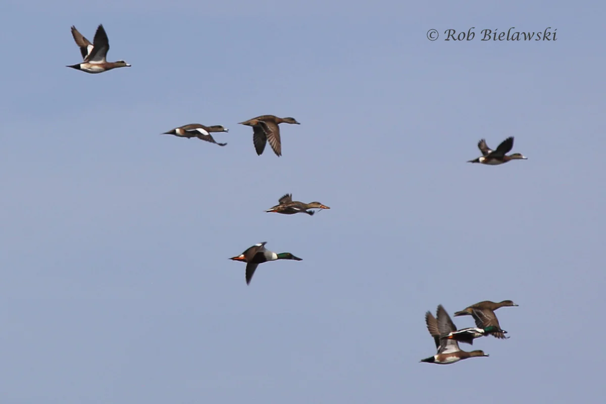   American Wigeons (top left) with Northern Shovelers (large bills) - 13 Mar 2016 - Princess Anne WMA (Whitehurst Tract), Virginia Beach, VA  