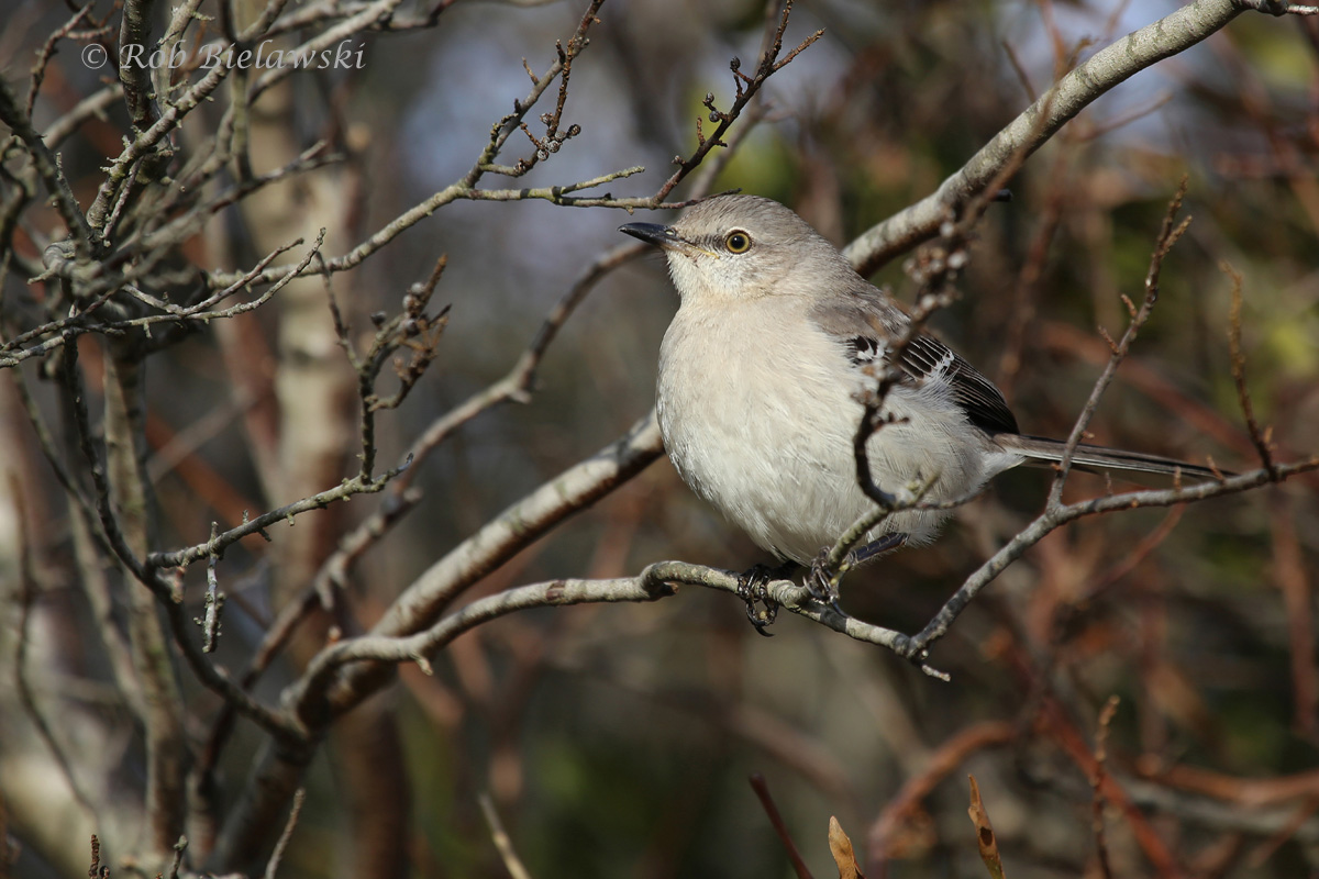   6 Feb 2016 - Back Bay NWR, Virginia Beach, VA  