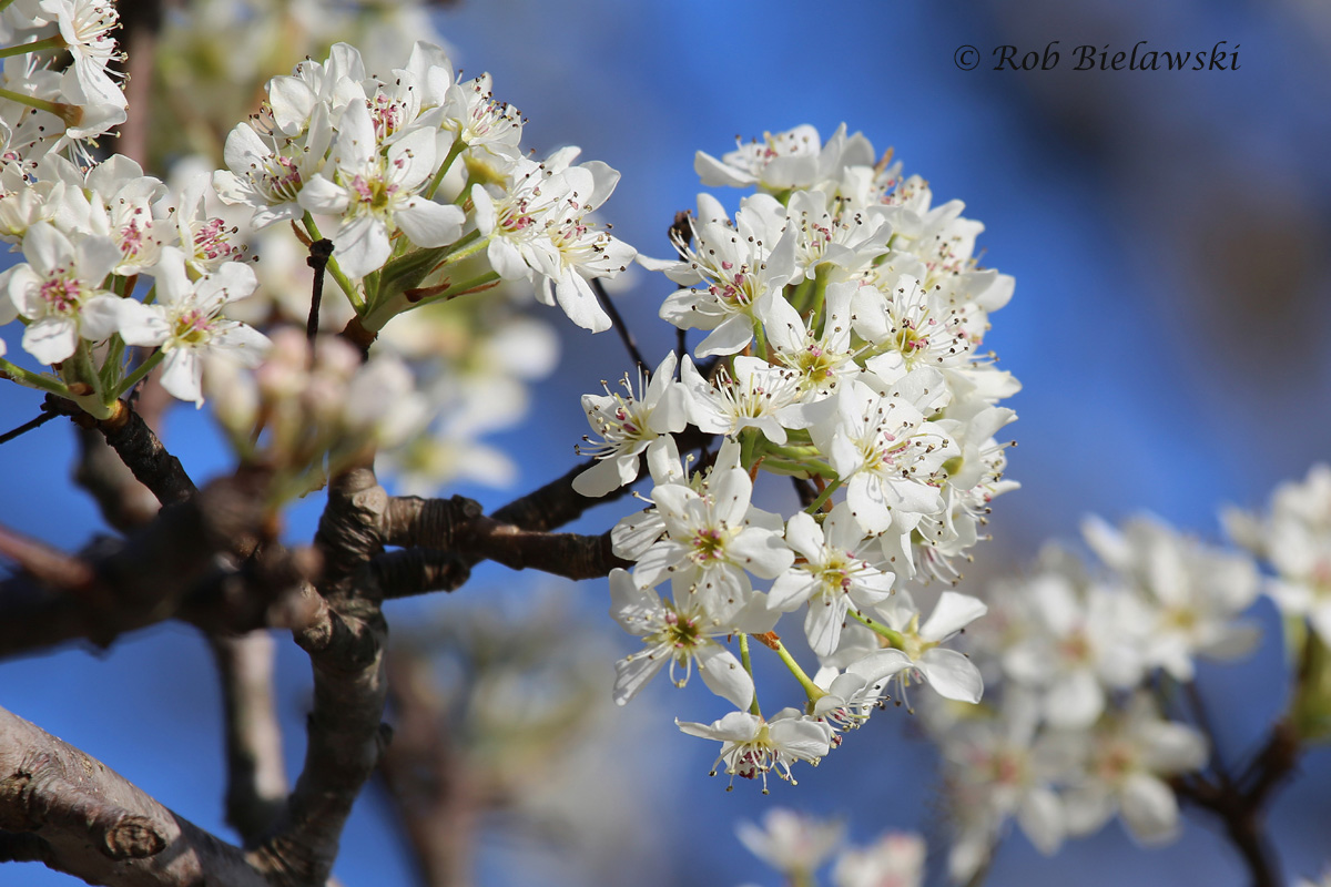   Bradford Pears in Bloom / 21 Mar 2016 / Pleasure House Point NA  