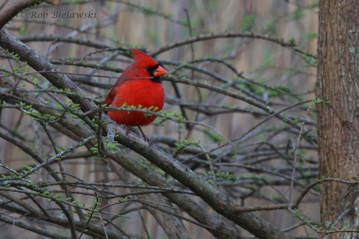   Northern Cardinal / 25 Mar 2016 / Back Bay NWR  