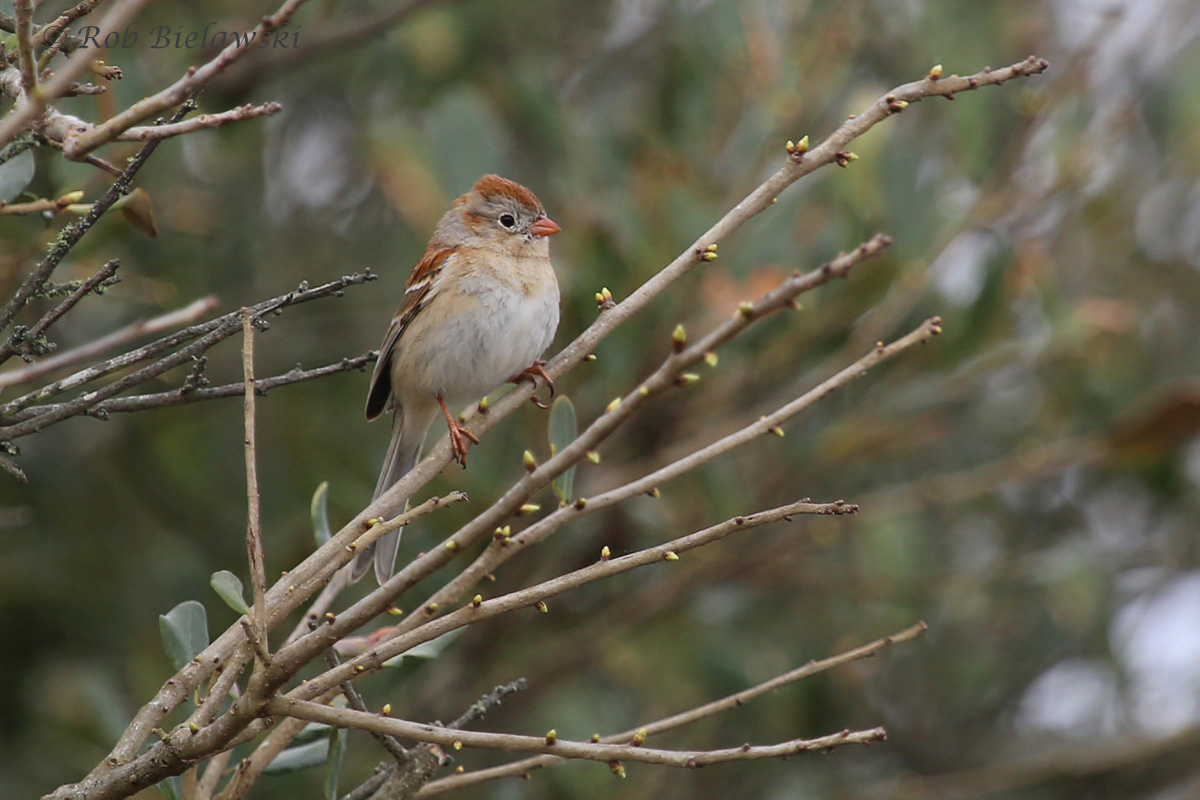   Field Sparrow / 25 Mar 2016 / Back Bay NWR  