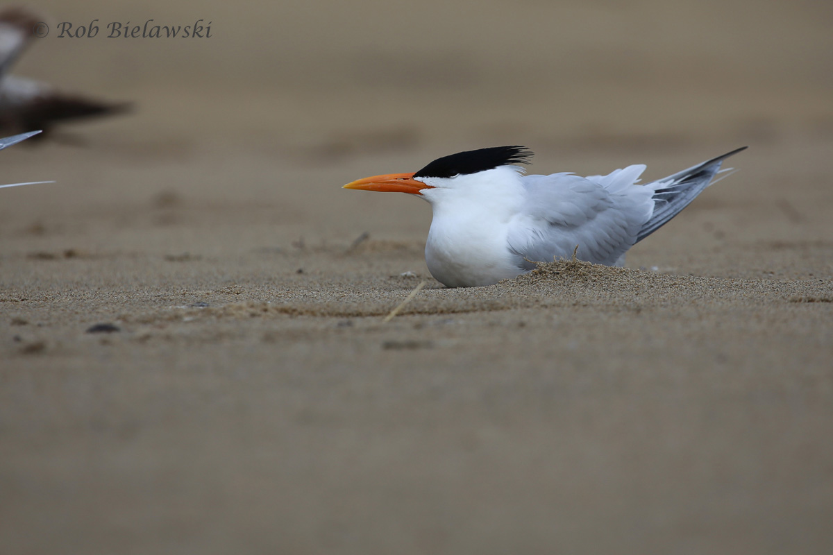   Royal Tern (FOS) / 25 Mar 2016 / Rudee Inlet  