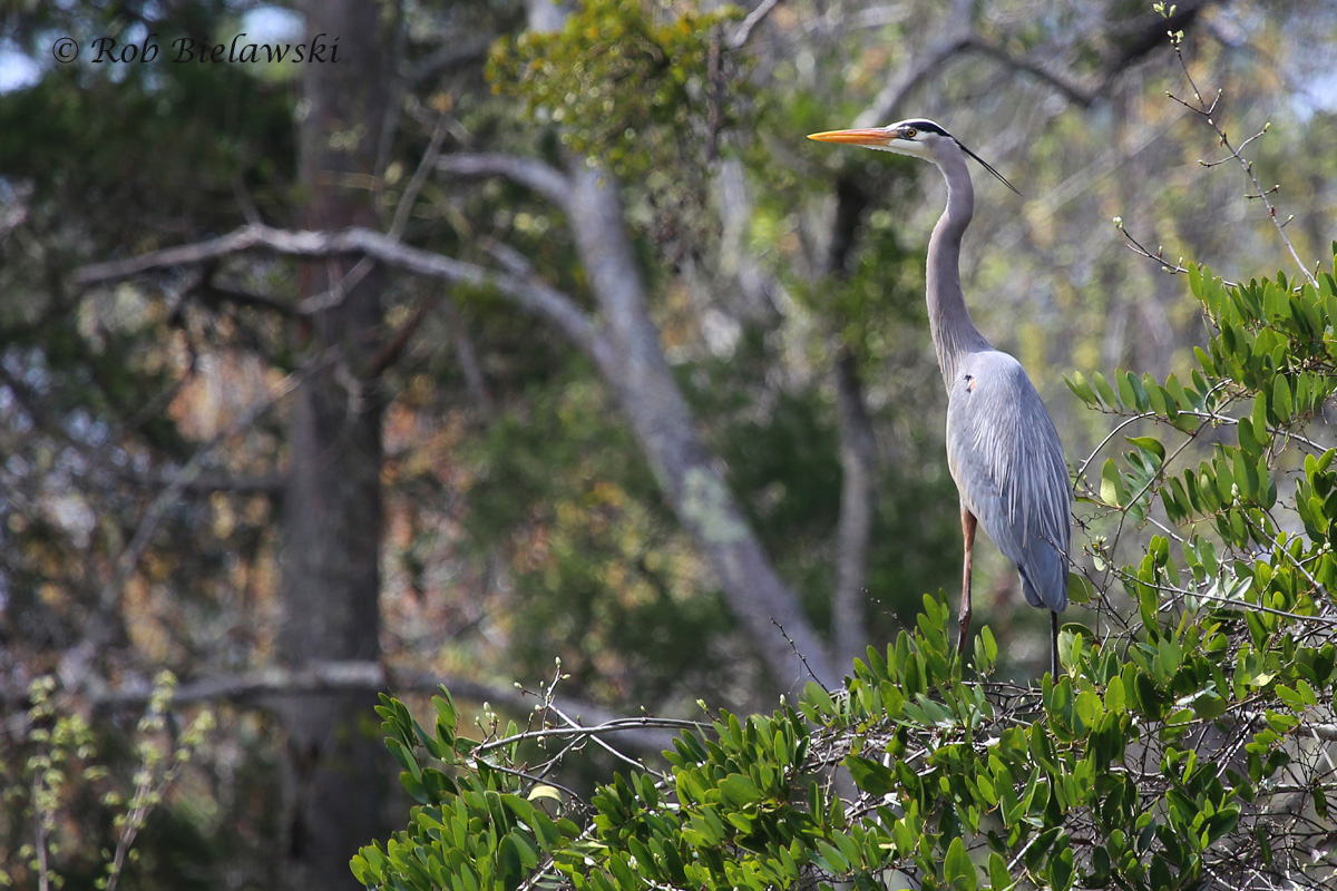   Great Blue Heron / 26 Mar 2016 / Great Dismal Swamp NWR (Hudnell Ditch), Suffolk, VA  