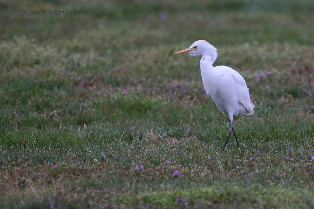   Cattle Egret (FOS) / 27 Mar 2016 / Morris Neck Rd.  