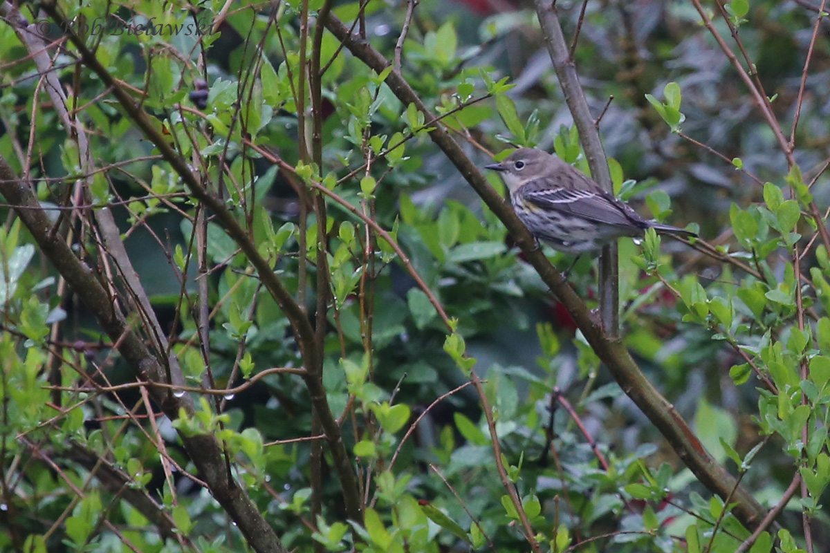   Yellow-rumped Warbler / 27 Mar 2016 / Princess Anne WMA (Whitehurst Tract)  