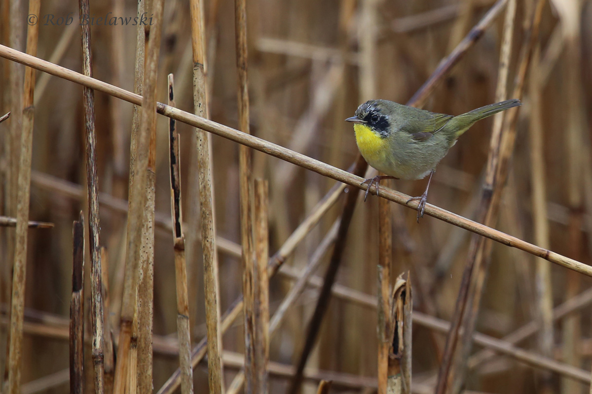   Common Yellowthroat / 27 Mar 2016 / Campbell's Landing Rd.  