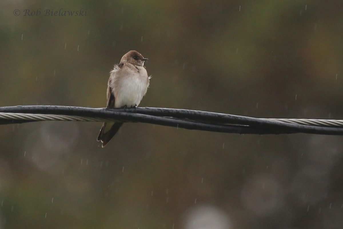   Northern Rough-winged Swallow (FOS) / 27 Mar 2016 / Back Bay Landing Rd.  