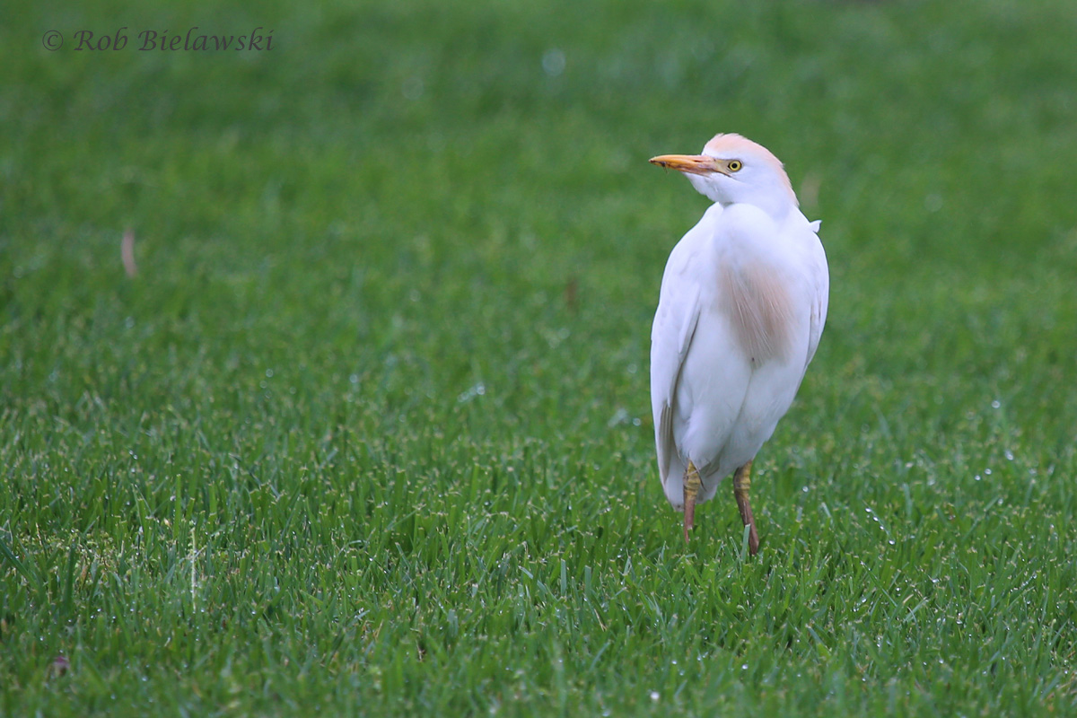   Cattle Egret / 27 Mar 2016 / Mill Landing Rd.  