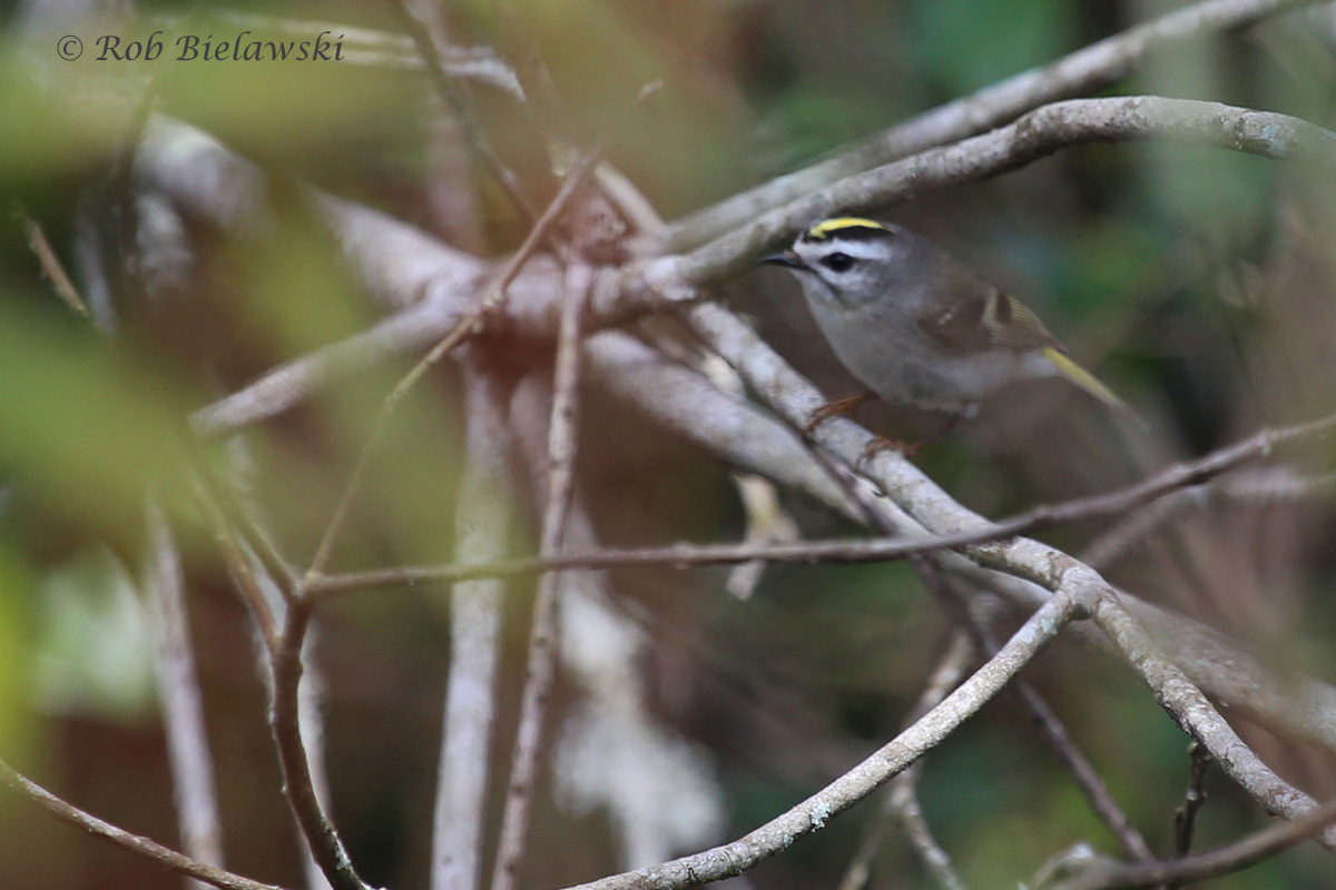   26 Mar 2016 - Great Dismal Swamp NWR, Suffolk, VA  