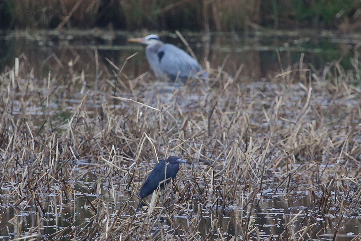   Little Blue Heron (bottom) with Great Blue Heron (top) - 27 Mar 2016 - Princess Anne WMA (Whitehurst Tract), Virginia Beach, VA  