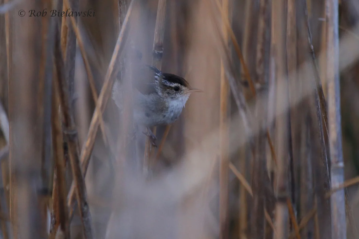   25 Mar 2016 - Back Bay NWR, Virginia Beach, VA  