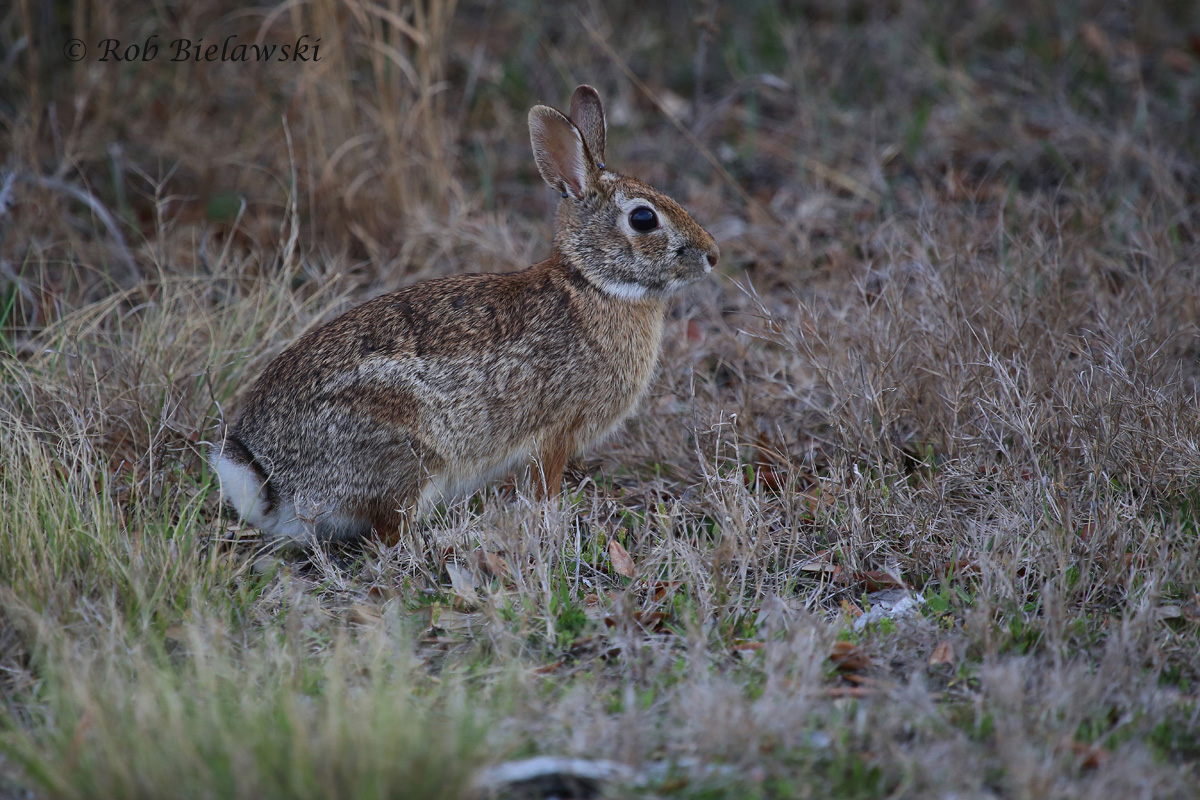   Eastern Cottontail / 25 Mar 2016 / Back Bay NWR  