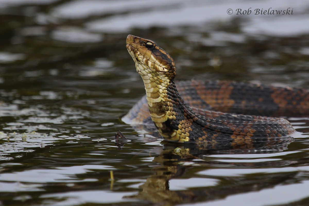   Eastern Cottonmouth / 25 Mar 2016 / Back Bay NWR  