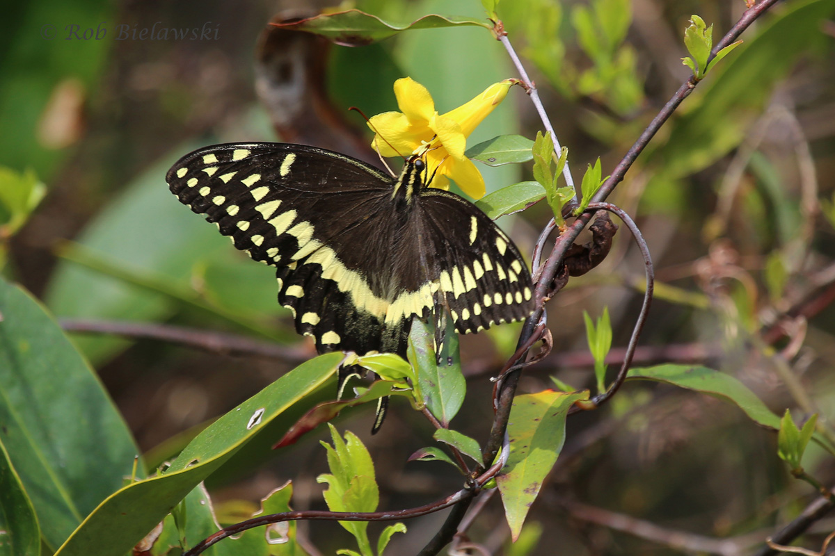   Palamedes' Swallowtail / 26 Mar 2016 / Great Dismal Swamp NWR, Suffolk, VA  