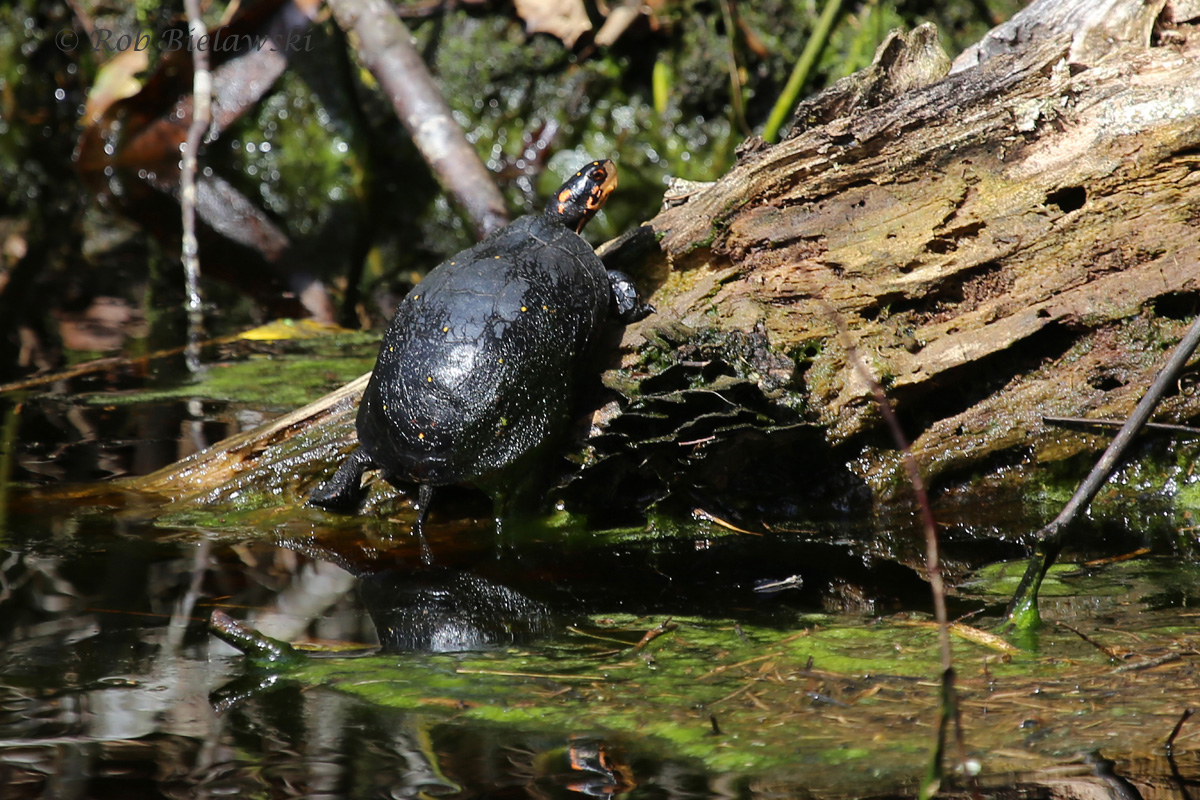   Spotted Turtle / 26 Mar 2016 / Great Dismal Swamp NWR, Suffolk, VA  