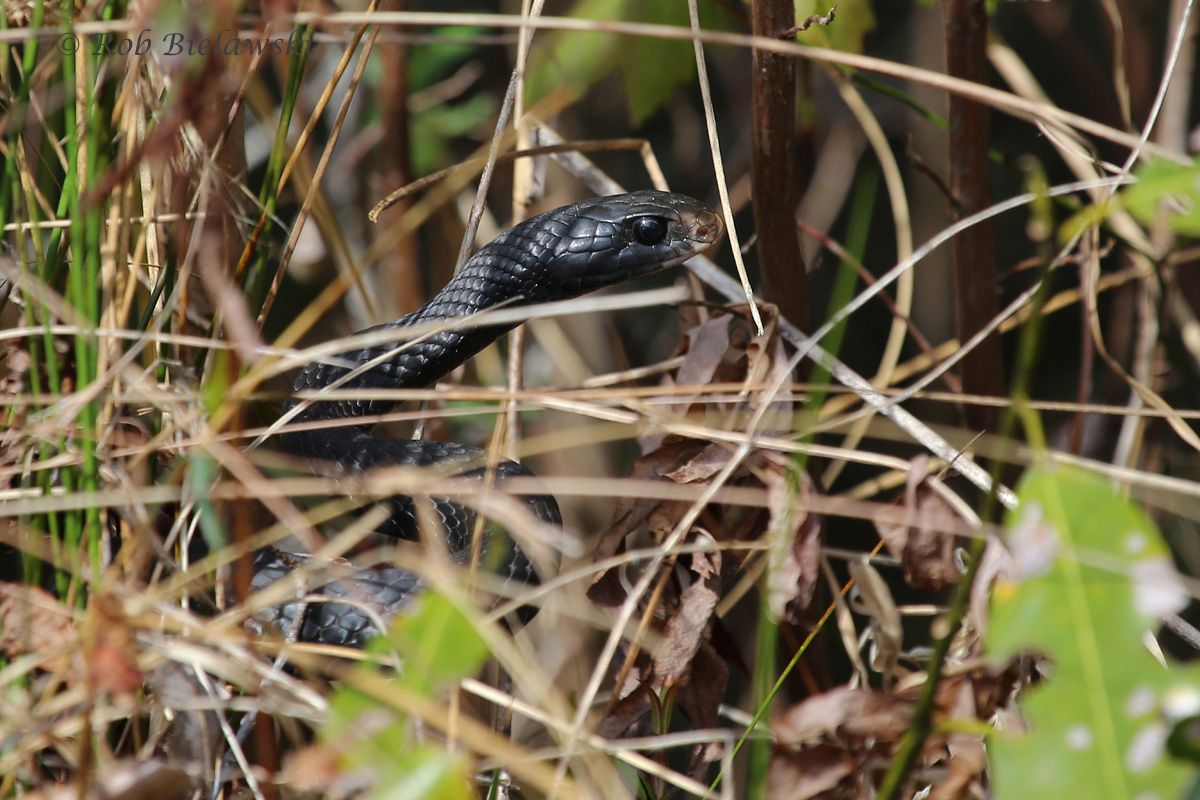   Black Racer / 26 Mar 2016 / Great Dismal Swamp NWR, Suffolk, VA  