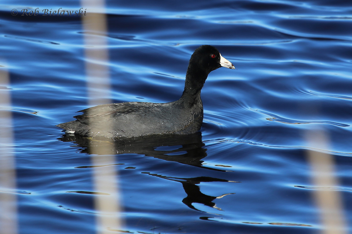   American Coot / 3 Apr 2016 / Back Bay NWR  