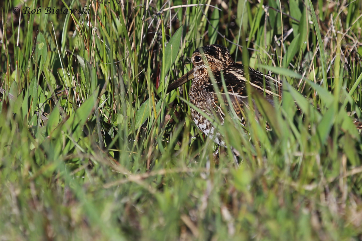   3 Apr 2016 - Back Bay NWR, Virginia Beach, VA  