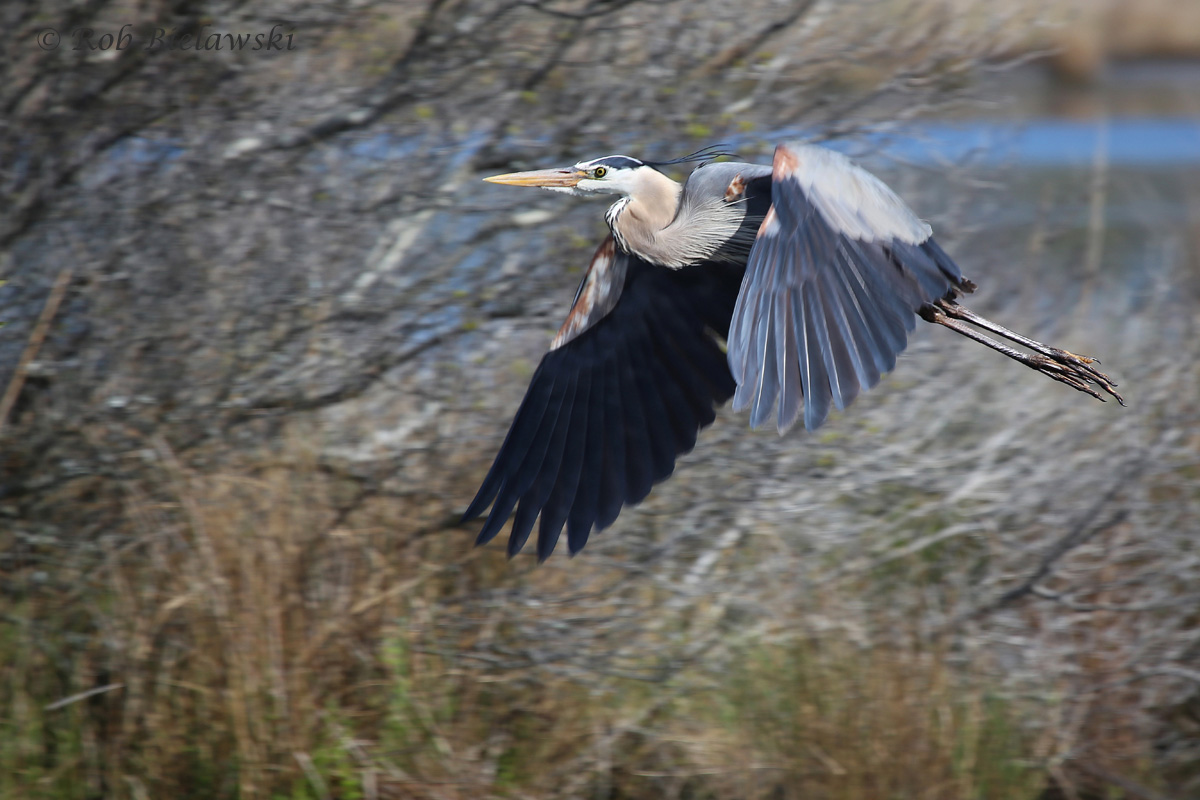   Great Blue Heron / 8 Apr 2016 / Back Bay NWR  