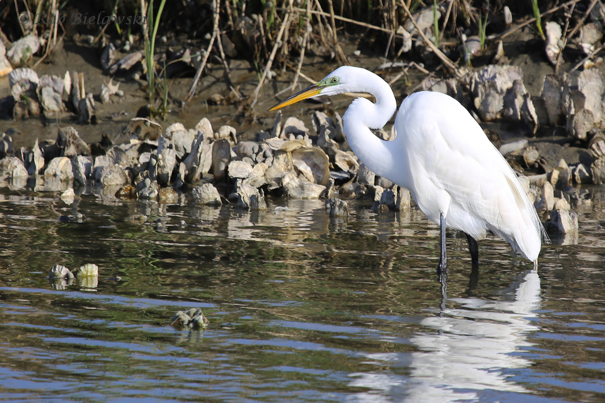   Great Egret / 6 Apr 2016 / Pleasure House Point NA  